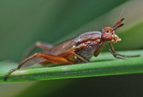 Réf. 317 786 : Sepedon spinipes